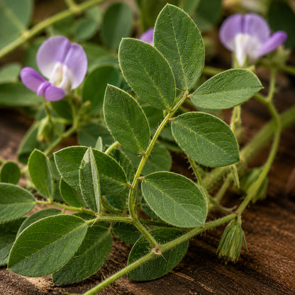 Desmodium Kapseln-zutaten