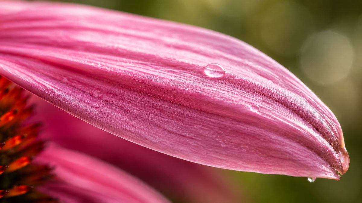 Echinacea Bitter-zutat2_links
