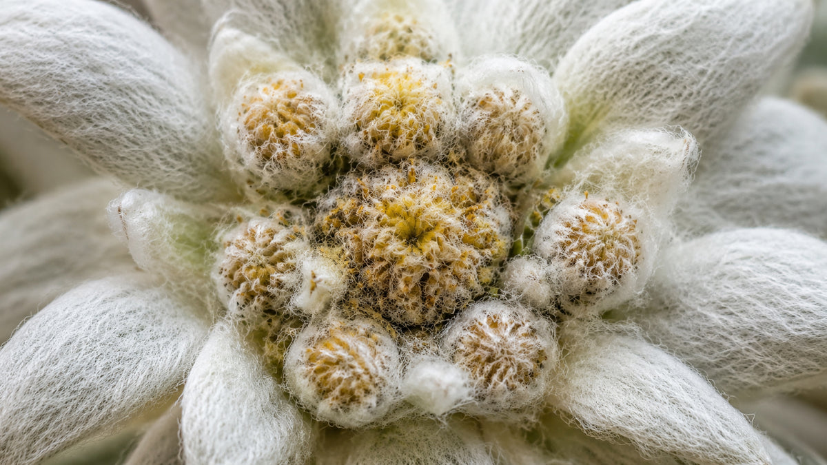 Edelweissblüten Bio-zutaten2_links