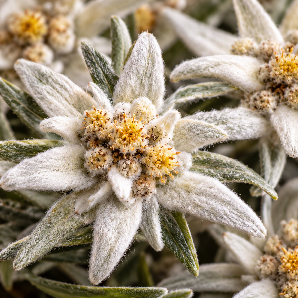 Edelweissblüten Bio-zutaten