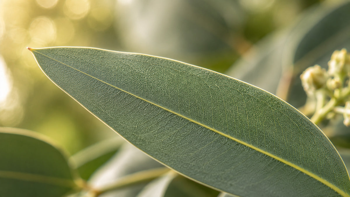 Eukalyptus citriodora Öl-zutat1_rechts