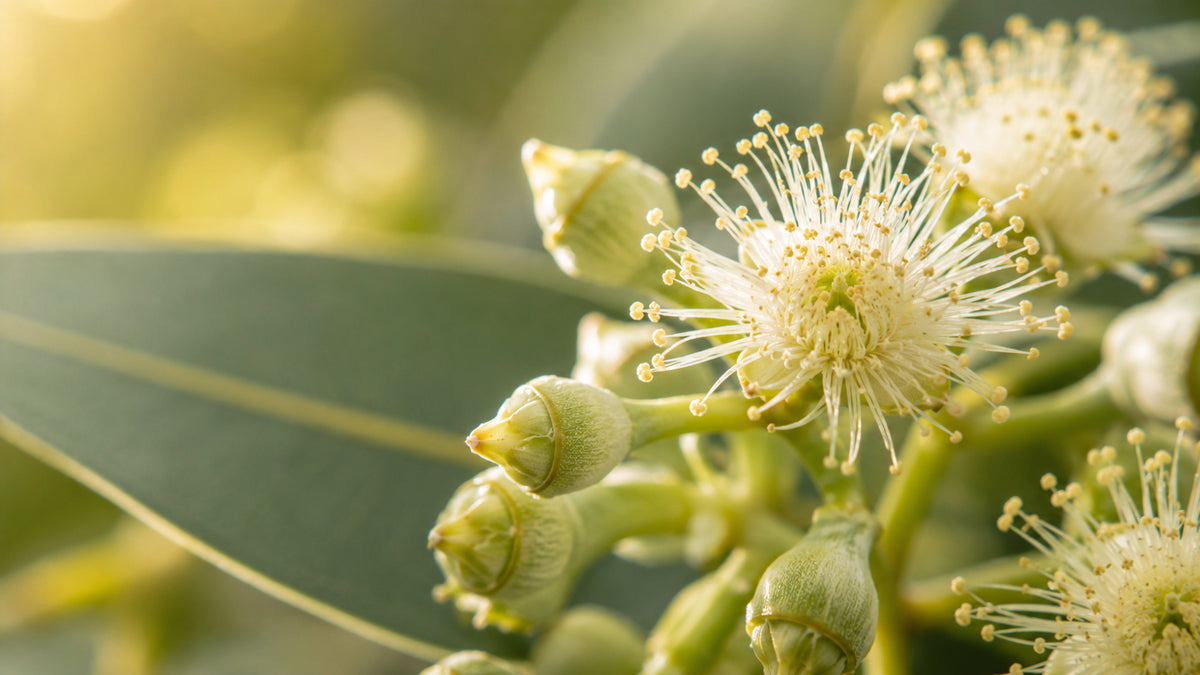 Eukalyptus citriodora Öl-zutat2_links