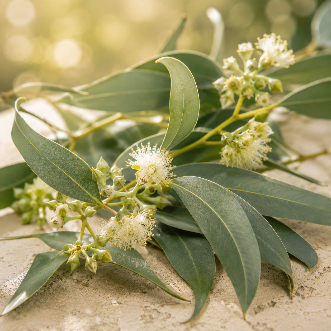 Eukalyptus citriodora Öl-zutaten