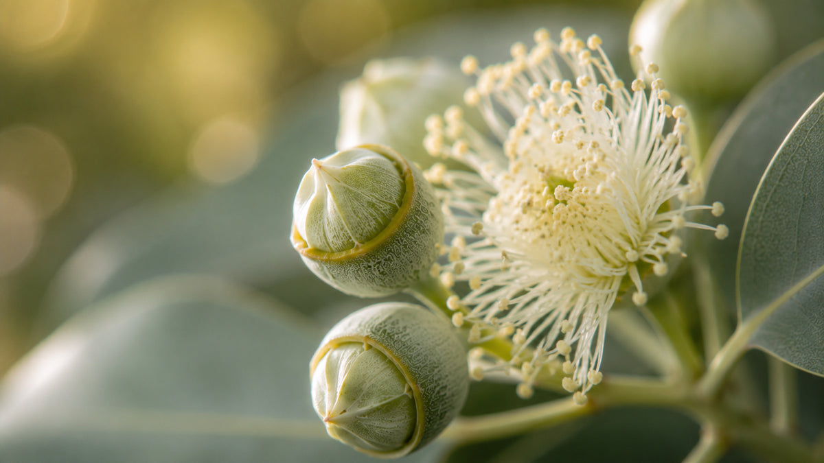 Eukalyptus globulus rektifiziert Öl-zutat1_rechts