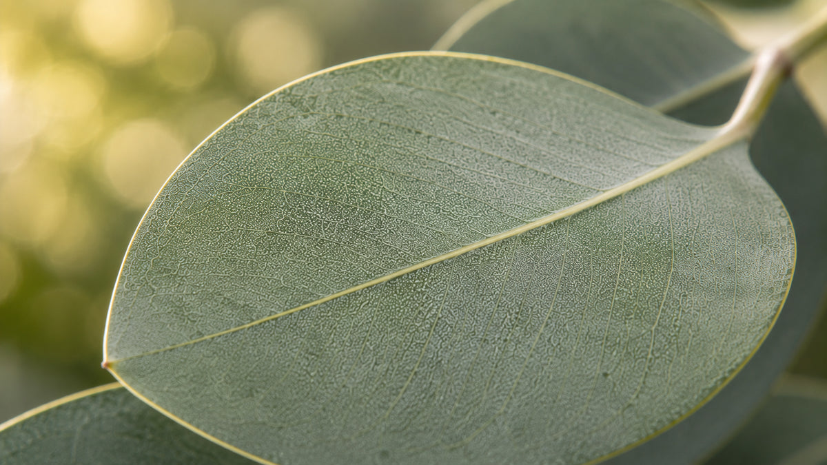 Eukalyptus globulus rektifiziert Öl-zutat2_links