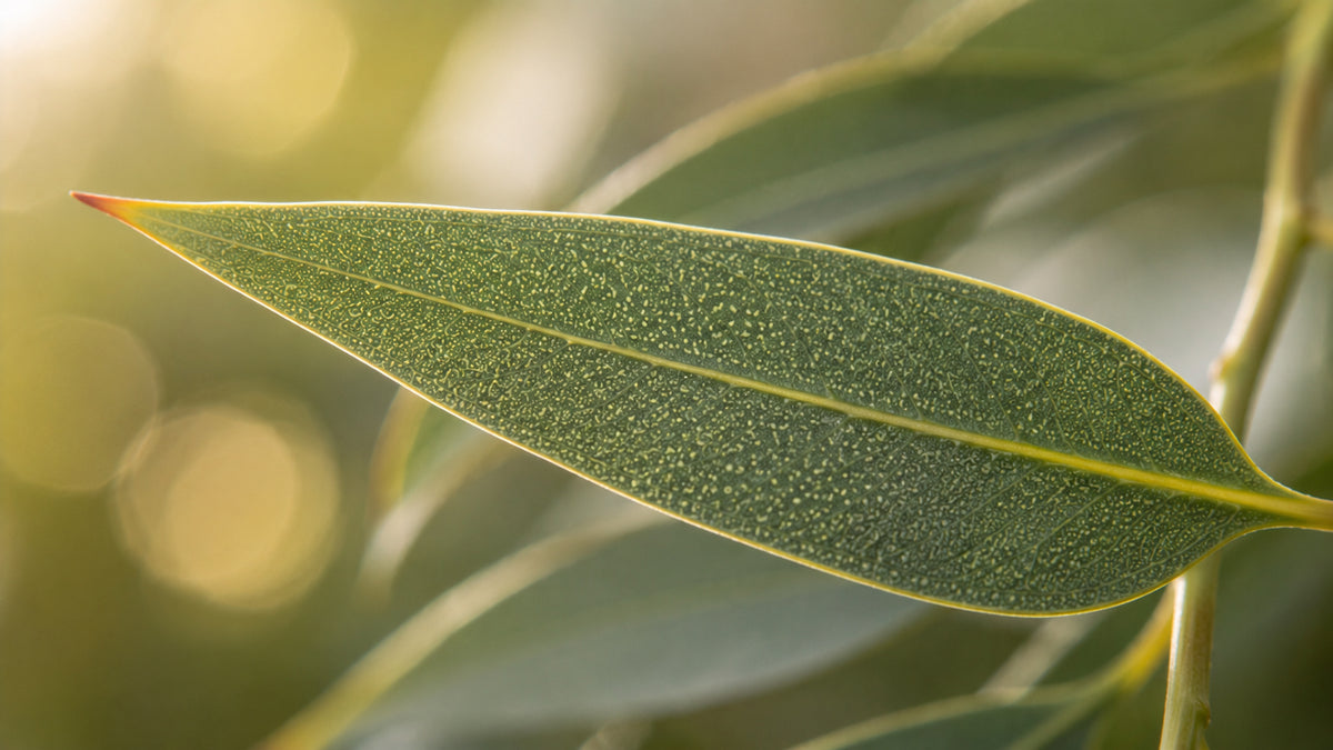 Eukalyptus radiata Öl-zutat1_rechts