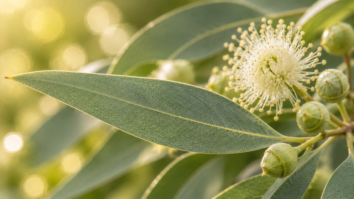Eukalyptus radiata Öl-zutat2_links