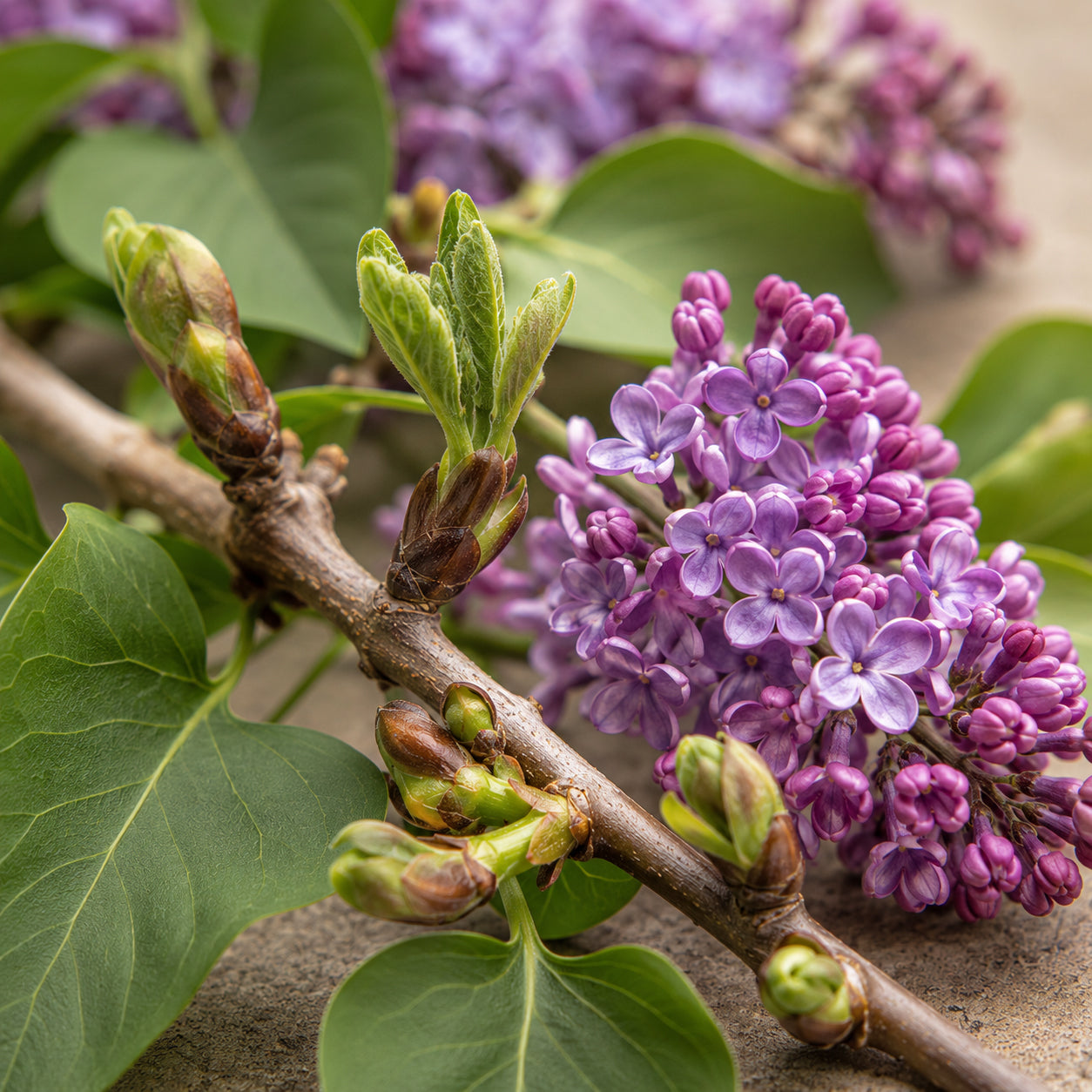 Flieder Glycerinmazerat-zutaten