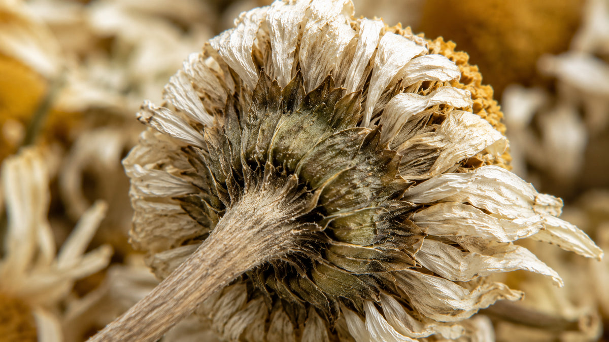 Gänseblümchen Bio Tee-zutat2_links