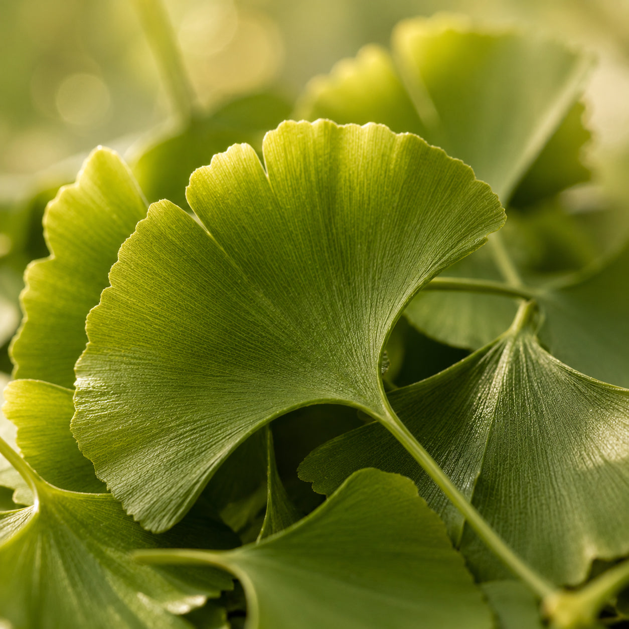 Ginkgo Bitter-zutaten