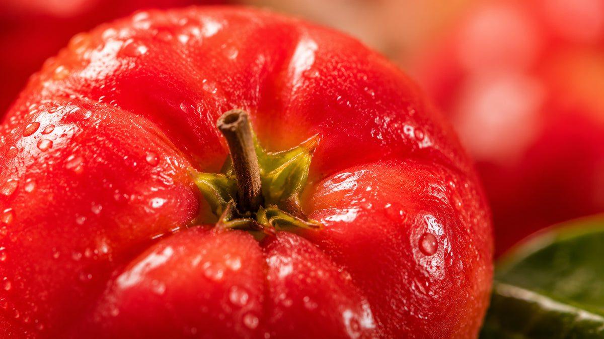 Ginseng Bio Kapseln-zutat2_links