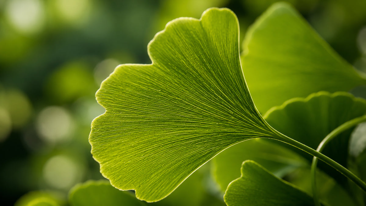 Ginseng Ginkgo Kapseln-zutat2_links