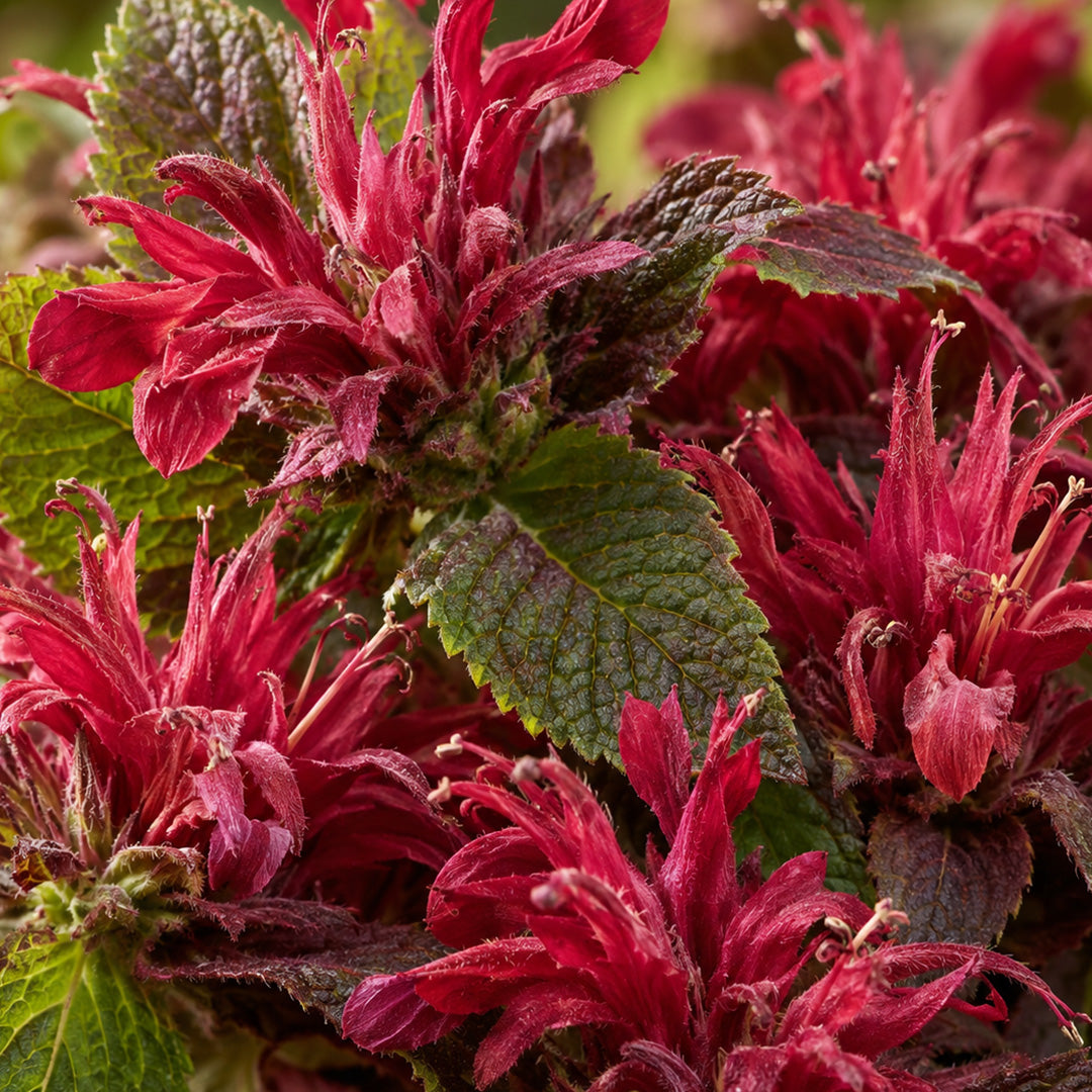 Goldmelisse Blüten Bio Premium-zutaten
