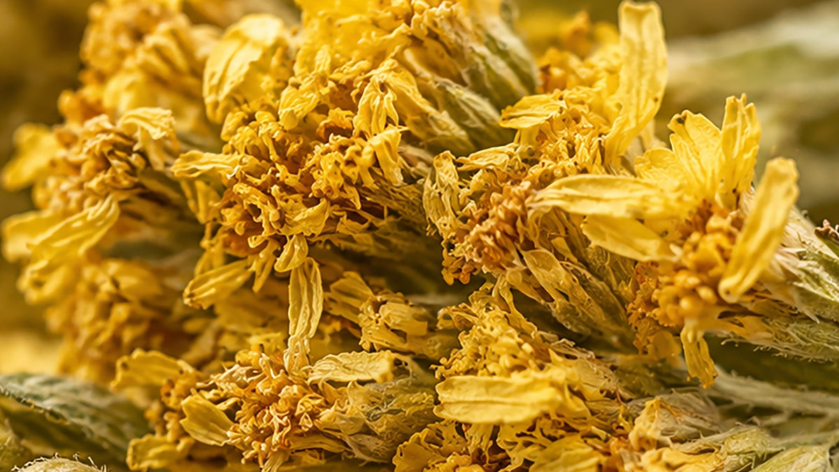 Goldrute Bio Tee-zutat2_links