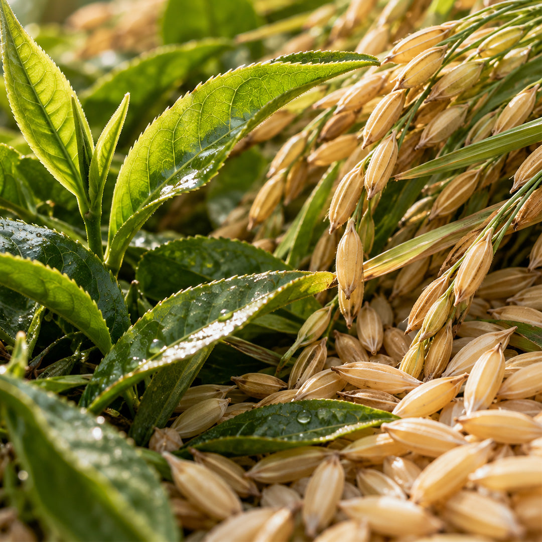 Grüntee Genmaicha Bio-zutaten