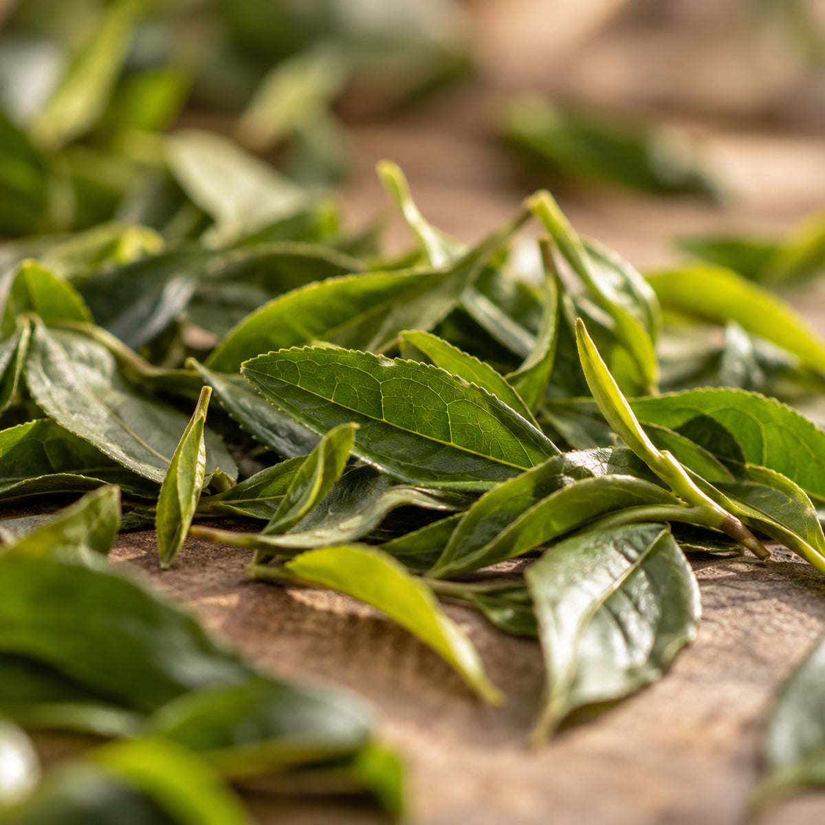 Grüntee Sencha Premium Shizuoka Bio-zutaten