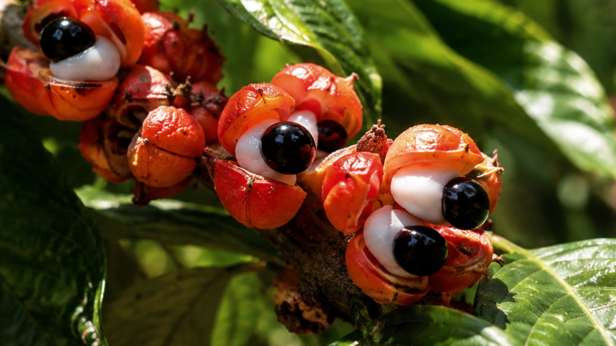 Guarana Bio Pulver-zutat2_links