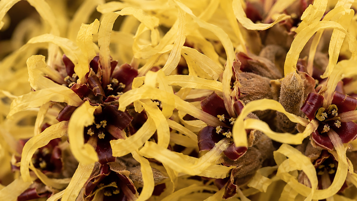 Hamamelis Salbe-zutat2_links