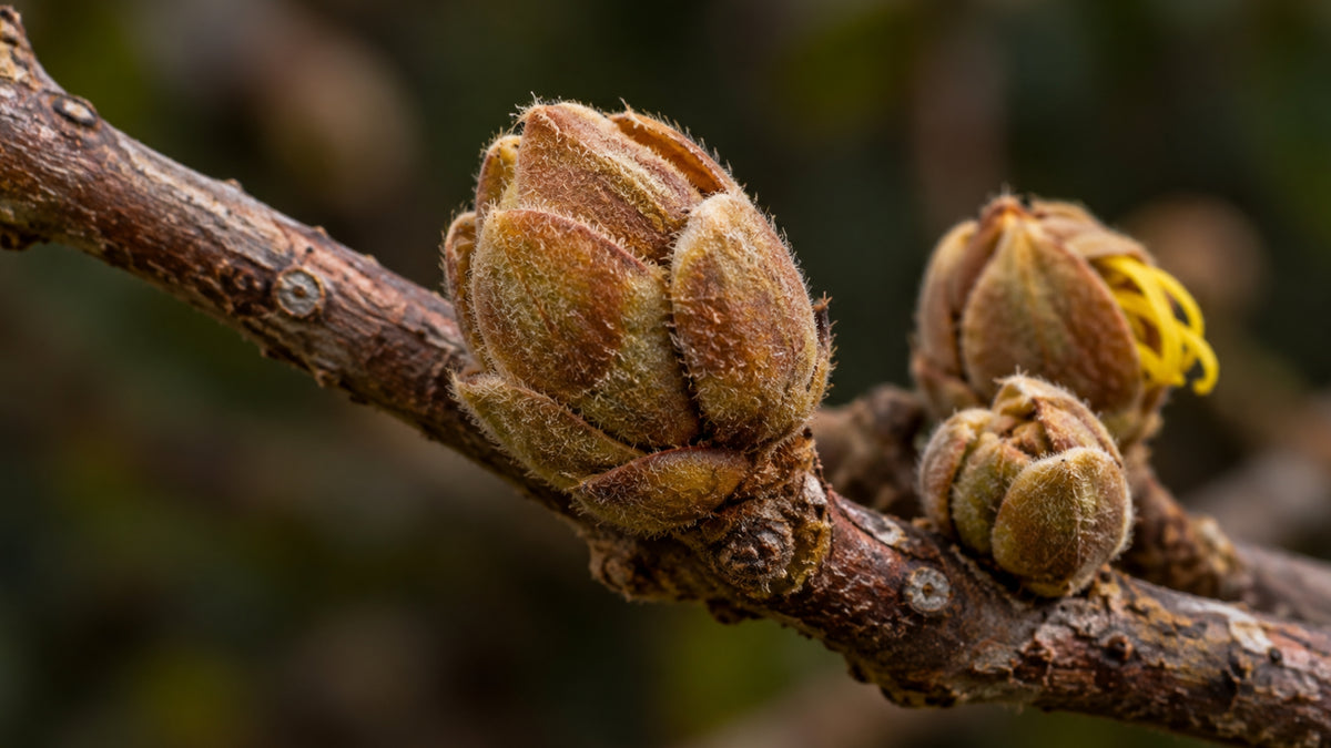 Hamameliswasser BIO-zutat1_rechts