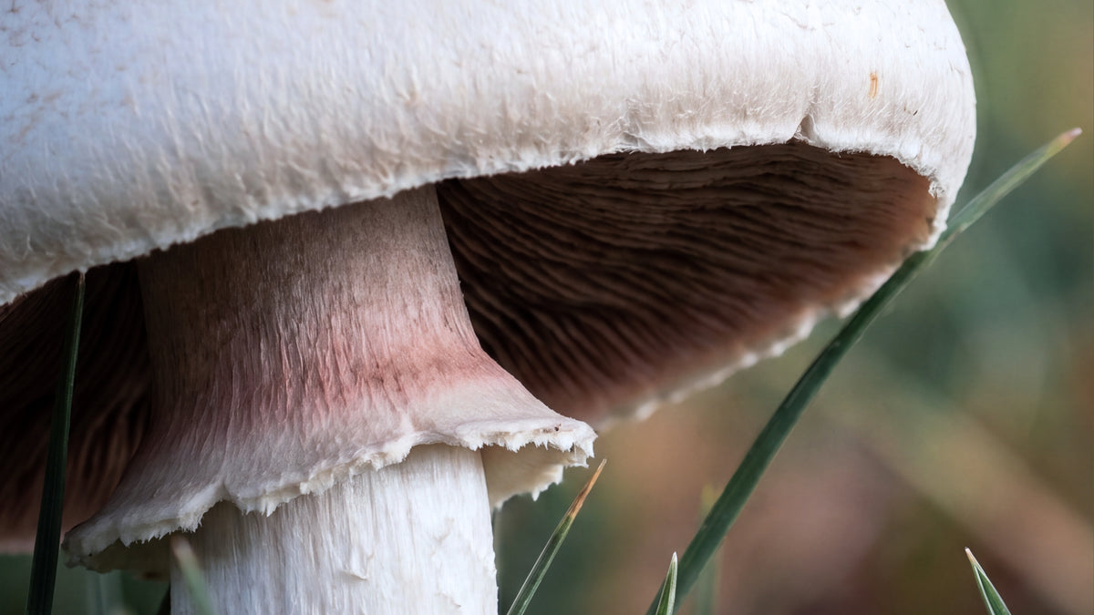 Hawlik Agaricus Kapseln-zutat1_rechts
