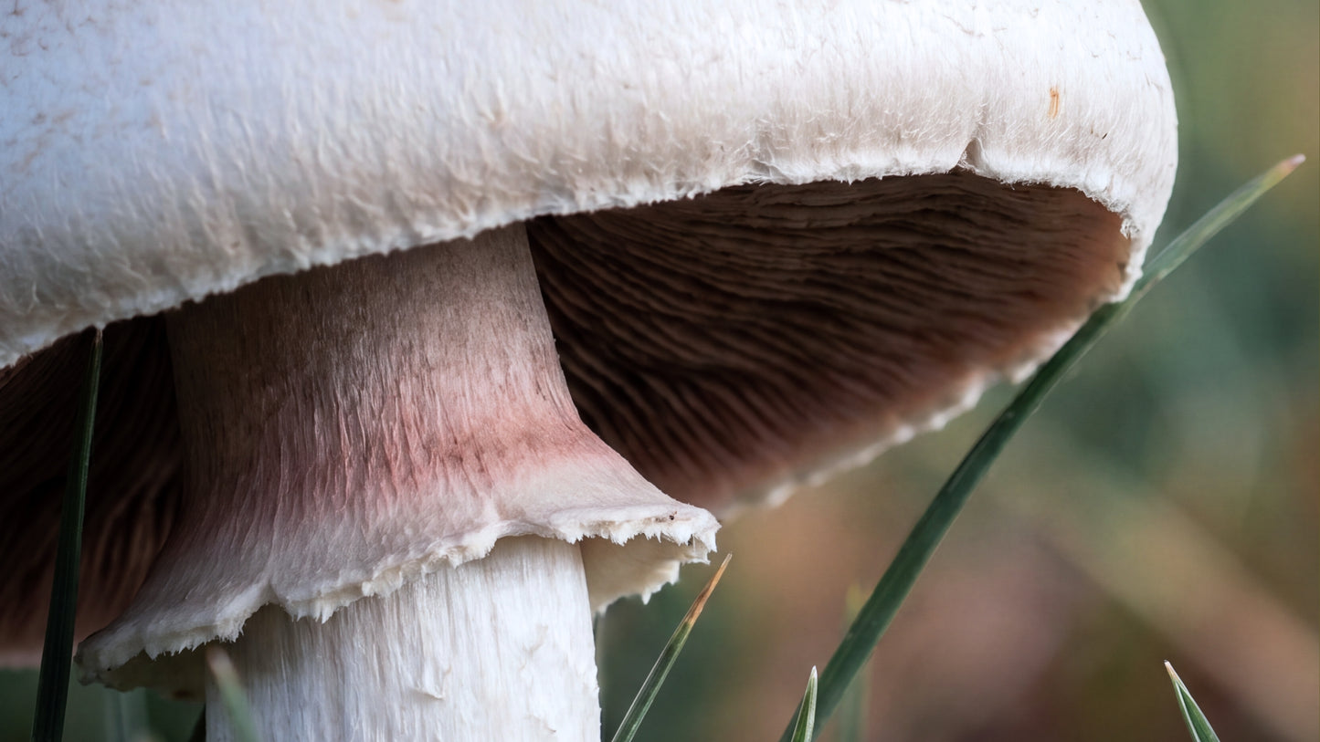 Hawlik Agaricus Kapseln-zutat1_rechts