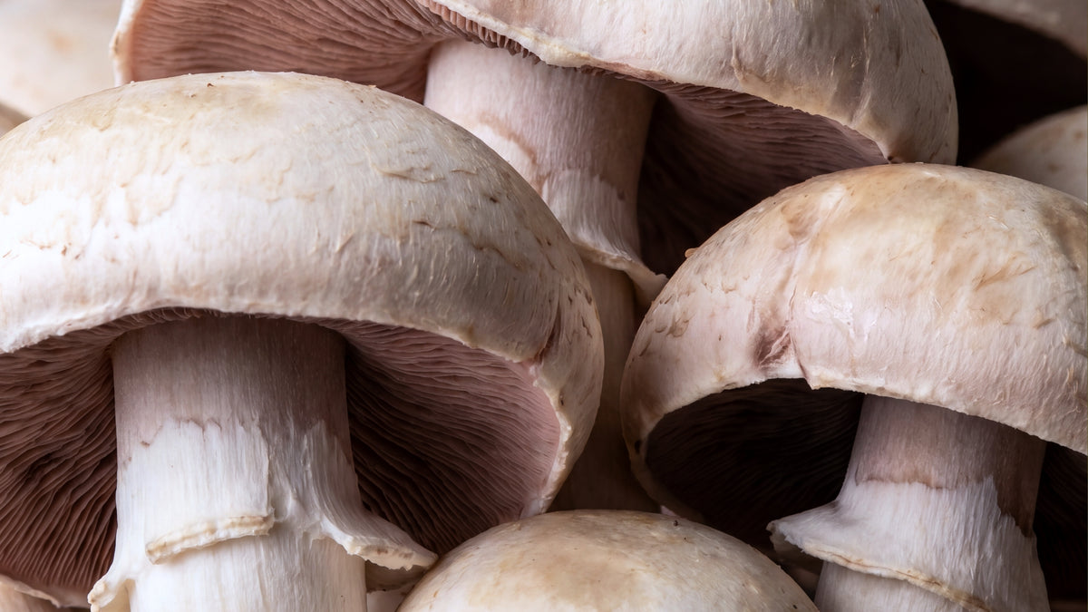 Hawlik Agaricus Kapseln-zutat2_links
