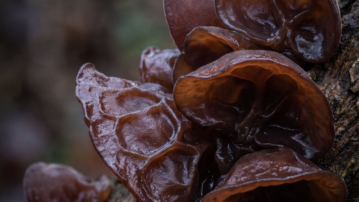 Hawlik Auricularia Kapseln-zutat2_links