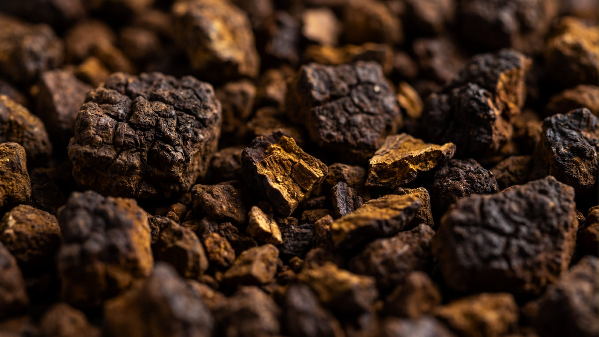 Hawlik Chaga Pulver-form_top