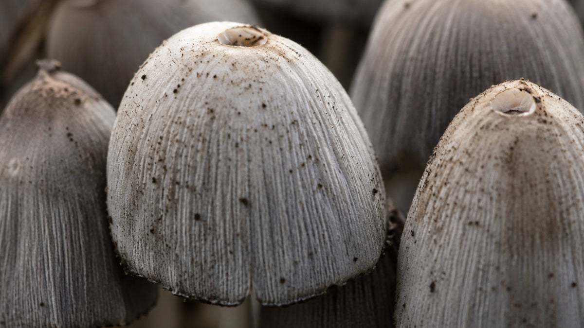 Hawlik Coprinus Kapseln-zutat1_rechts
