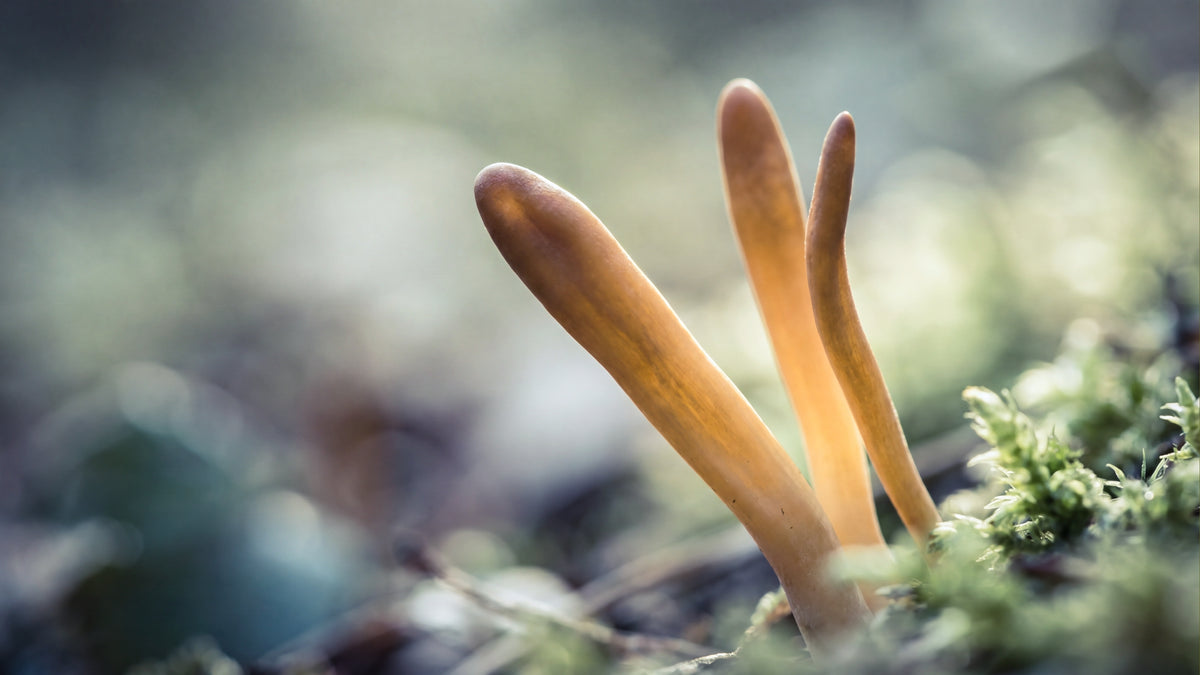 Hawlik Cordyceps Kapseln-zutat1_links