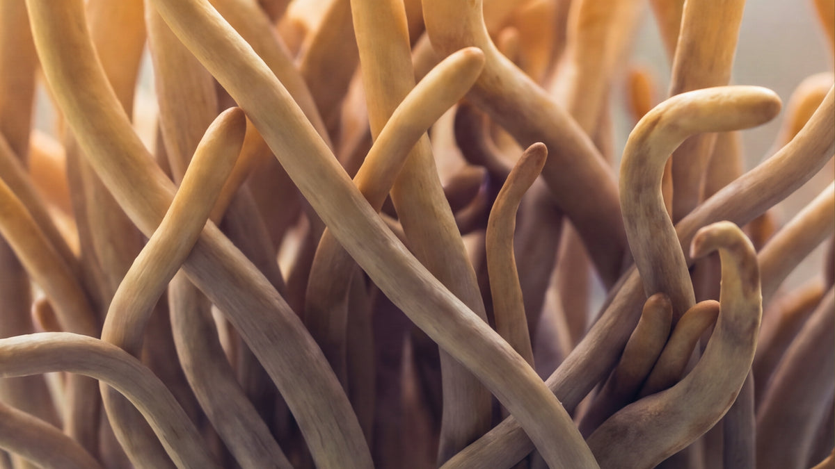 Hawlik Cordyceps Kapseln-zutat2_rechts