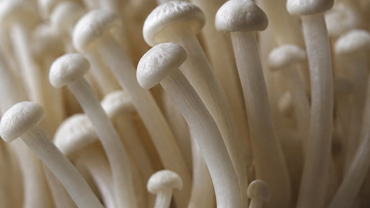 Hawlik Enoki Kapseln-zutat2_links
