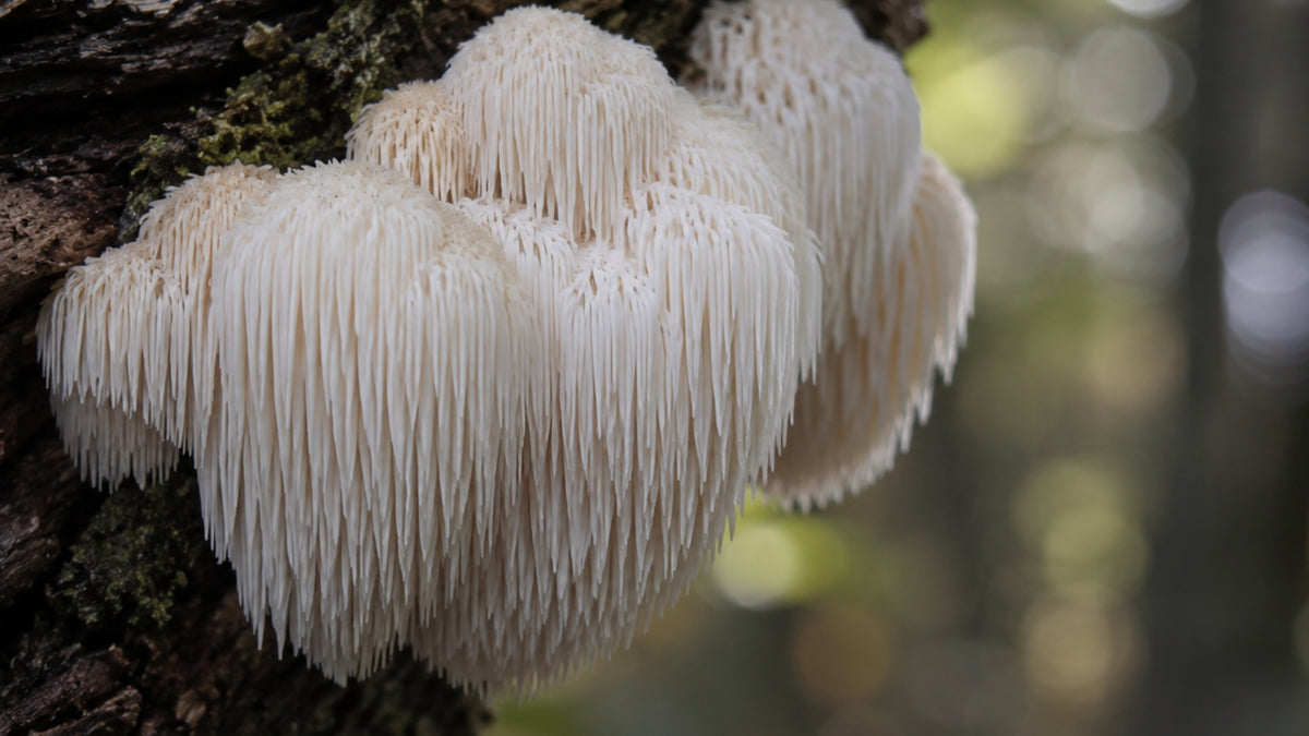 Hawlik Hericium Kapseln-zutat2_links