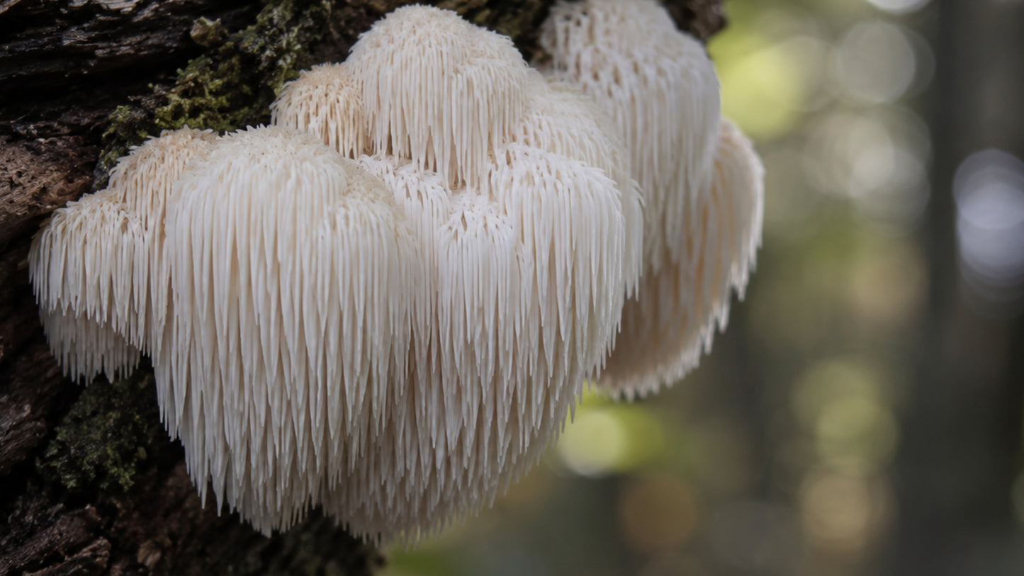 Hawlik Hericium Kapseln-zutat2_links