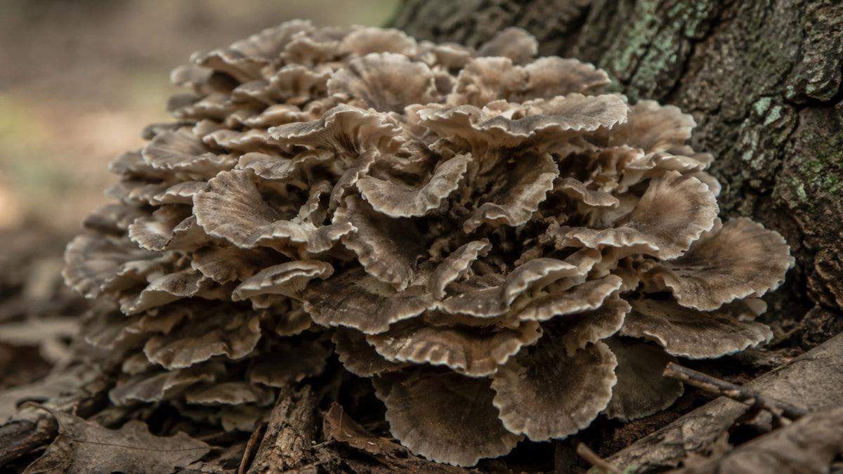 Hawlik Maitake Kapseln-zutat2_links