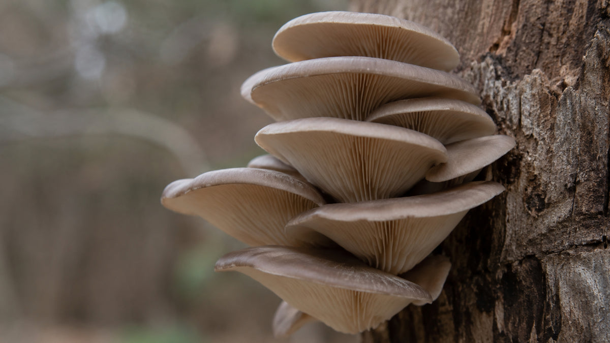 Hawlik Pleurotus Kapseln-zutat1_rechts
