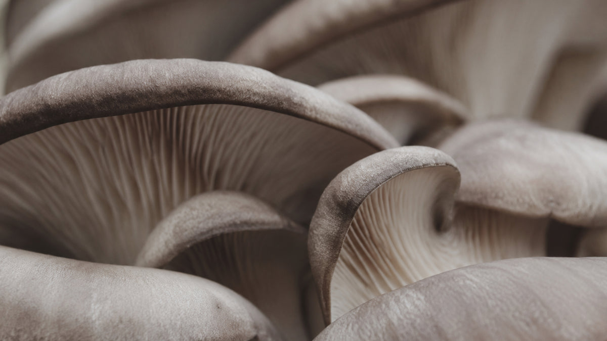 Hawlik Pleurotus Kapseln-zutat2_links