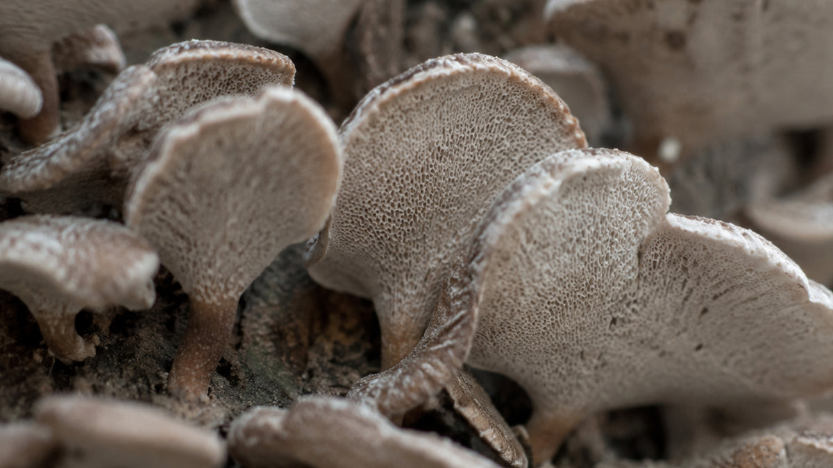 Hawlik Polyporus Kapseln-zutat1_rechts