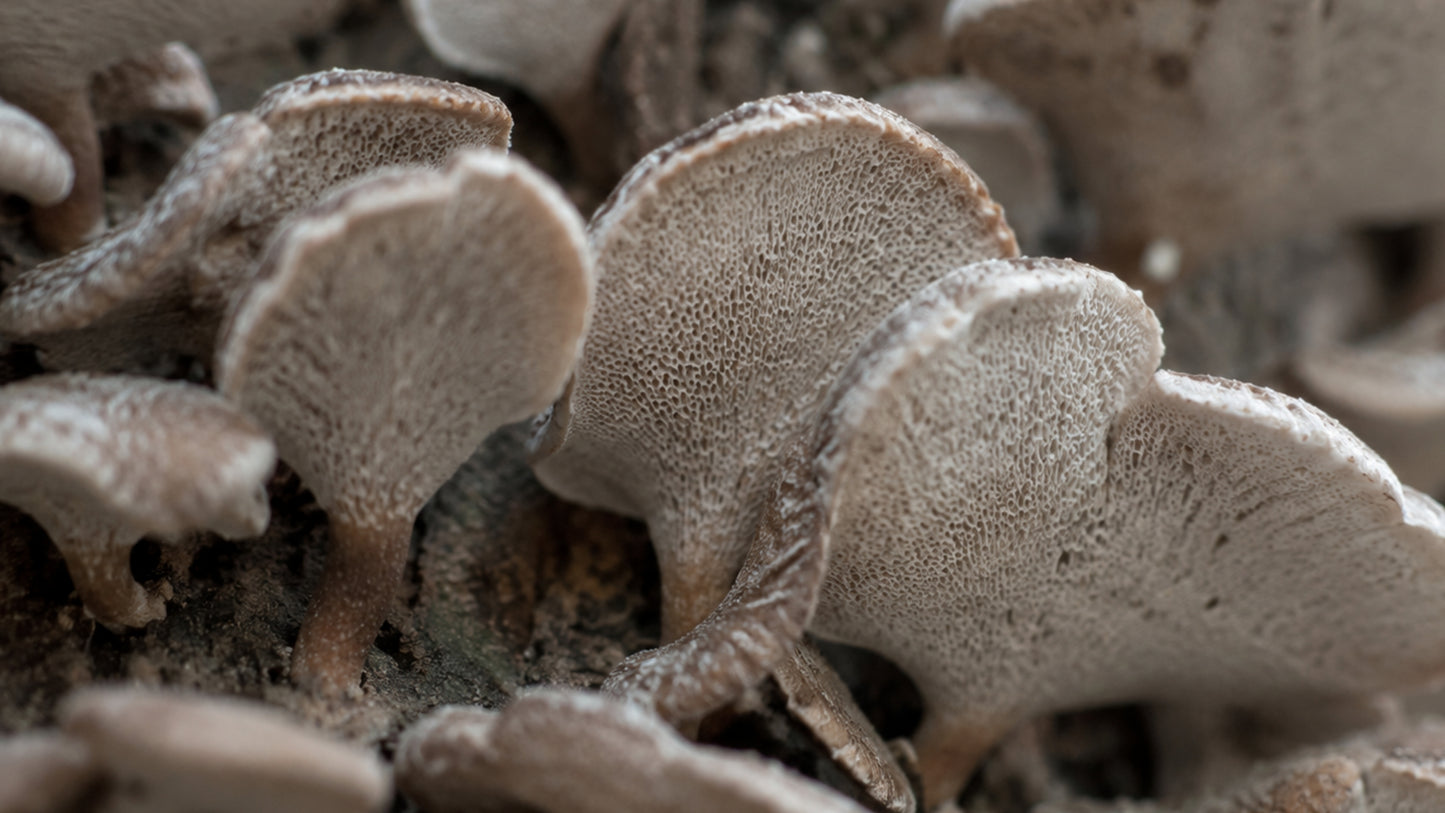 Hawlik Polyporus Kapseln-zutat1_rechts