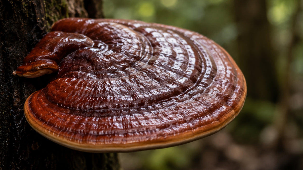 Hawlik Reishi Kapseln-zutat2_links