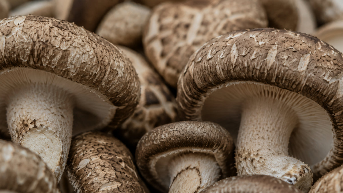 Hawlik Shiitake Kapseln-zutat1_rechts