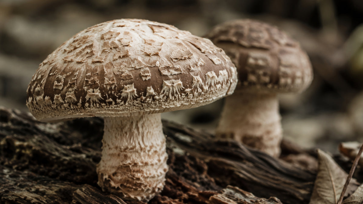 Hawlik Shiitake Kapseln-zutat2_links