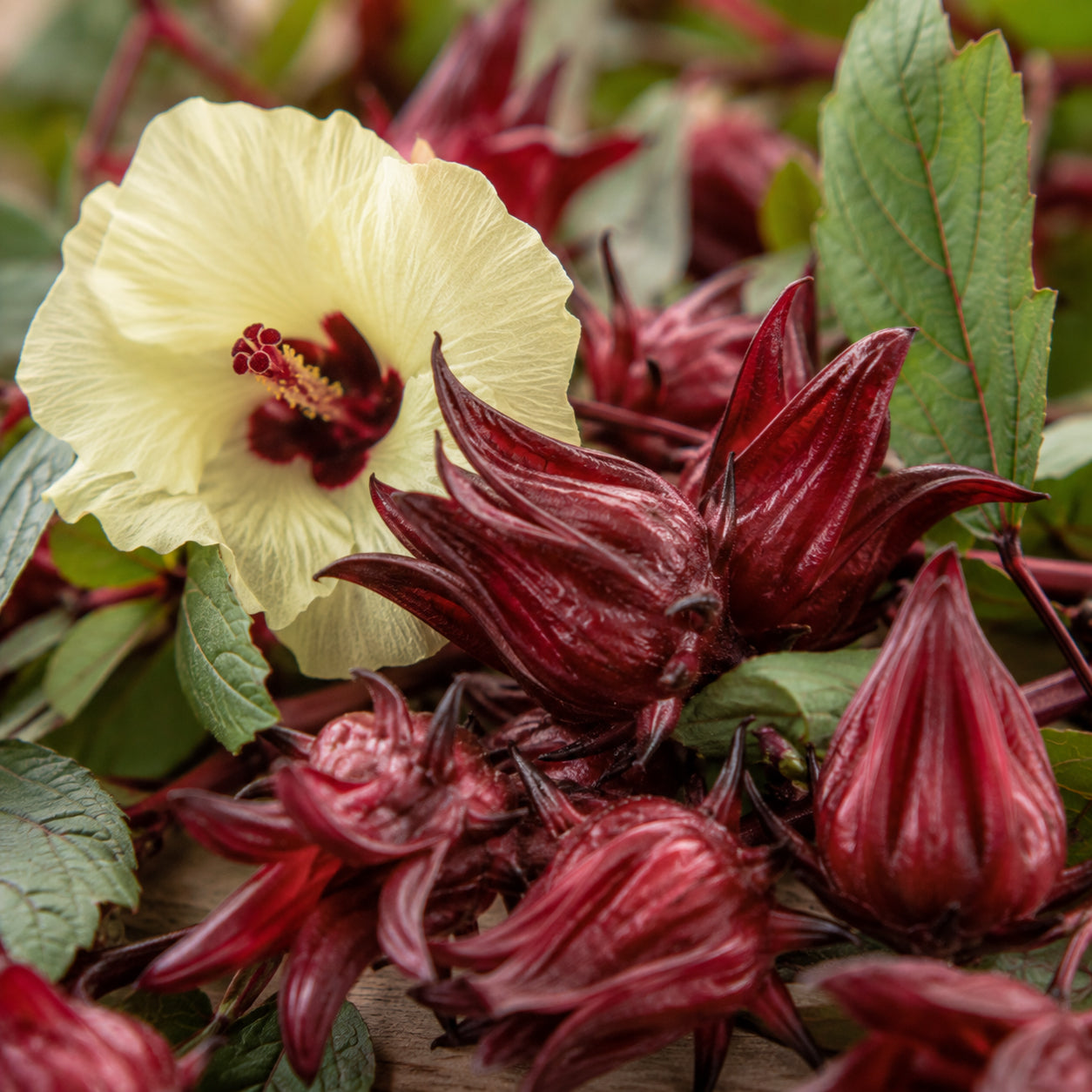 Hibiskusblüten Tee-zutaten