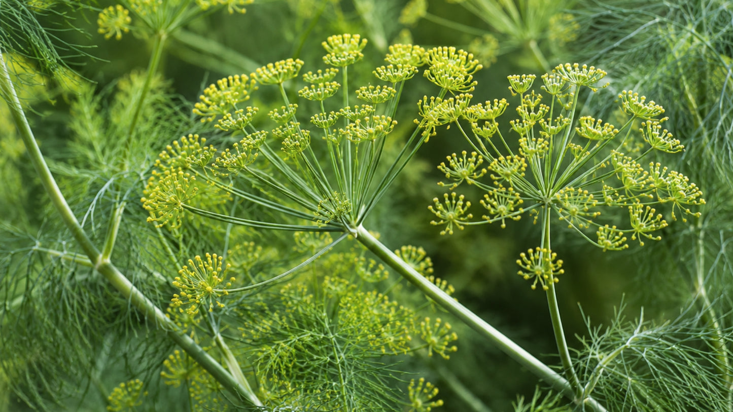Hildegard Fenchel Tabletten-zutat2_links
