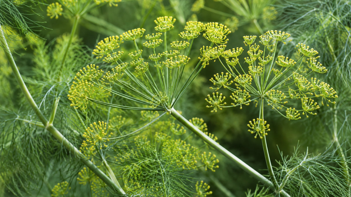 Hildegard Galgant Fenchel Tabletten-zutat2_links
