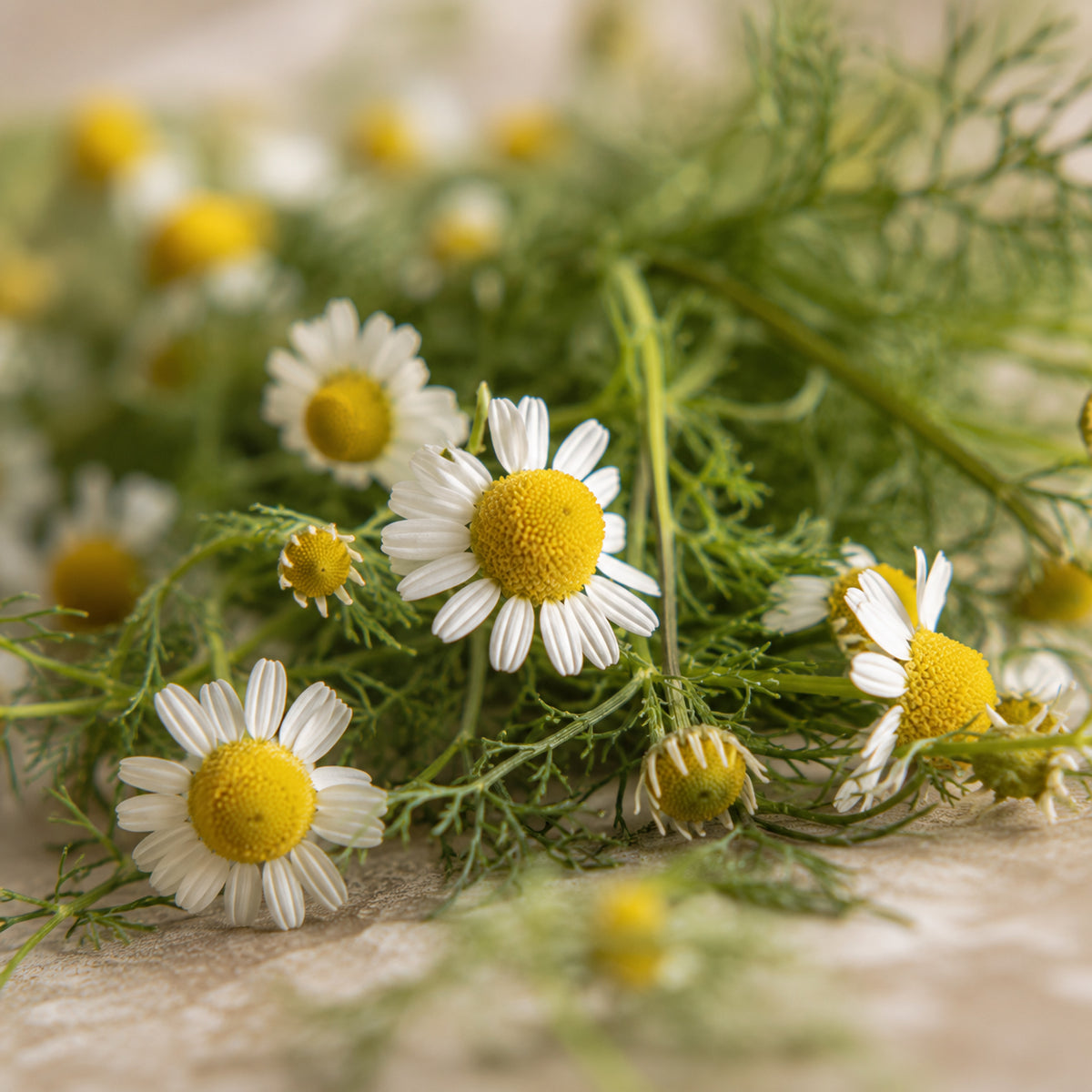 Kamilleblüten Tee-zutaten