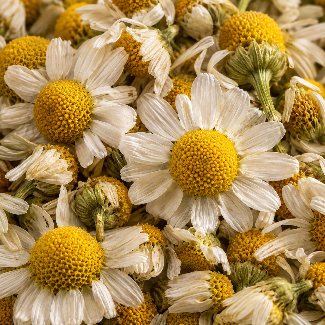 Kamilleblüten Tee-zutaten
