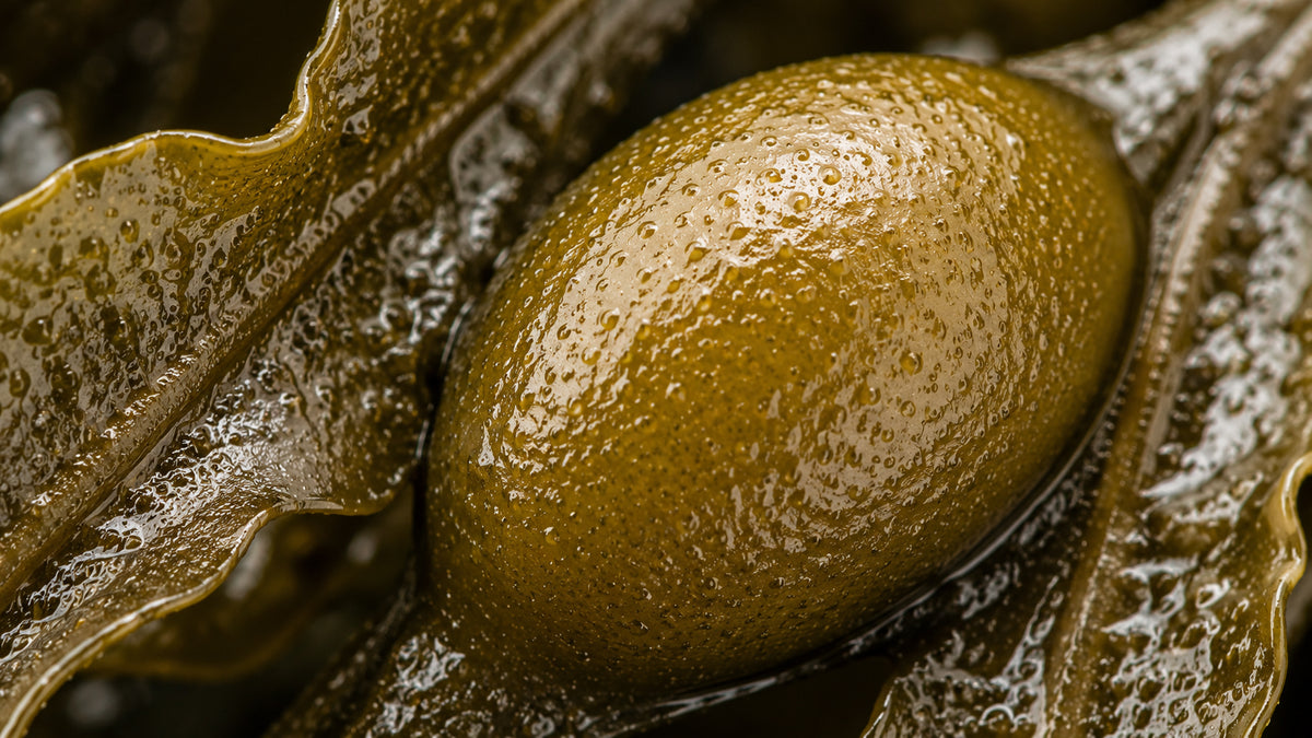 Kelp Kapseln-zutat1_rechts
