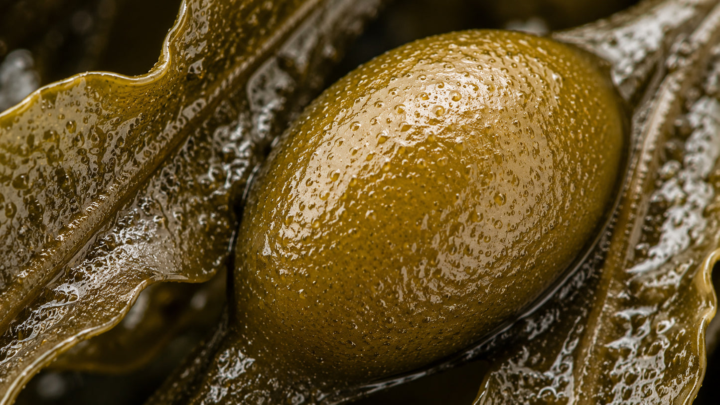 Kelp Kapseln-zutat1_rechts