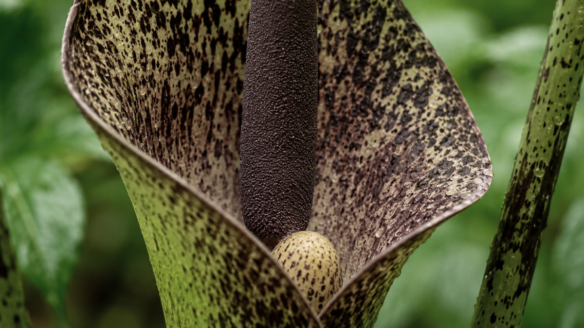 Konjac Pulver-zutat2_links